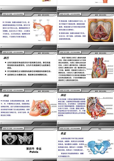 女孩生殖器|女性生殖系统概述